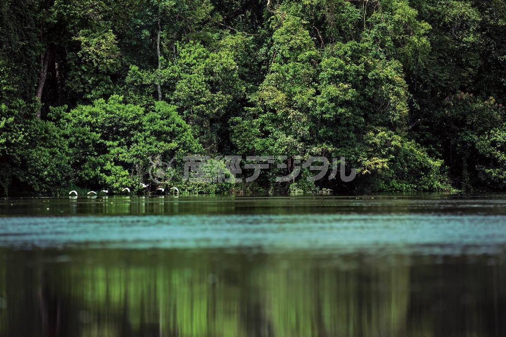雨期（１２～７月頃）は乾期に比べて水面が１０メートルも上昇するため、ジャングルは水浸しに。その奥へ手漕ぎカヌーで入っていくと、めくるめくアマゾンの世界が広がる＝ブラジル・アマゾナス州マナウス（谷口京さん撮影）
