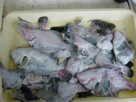 トドの漁業被害深刻 駆除上限数を倍増へ 課題は肉 皮の利活用 Sankeibiz サンケイビズ