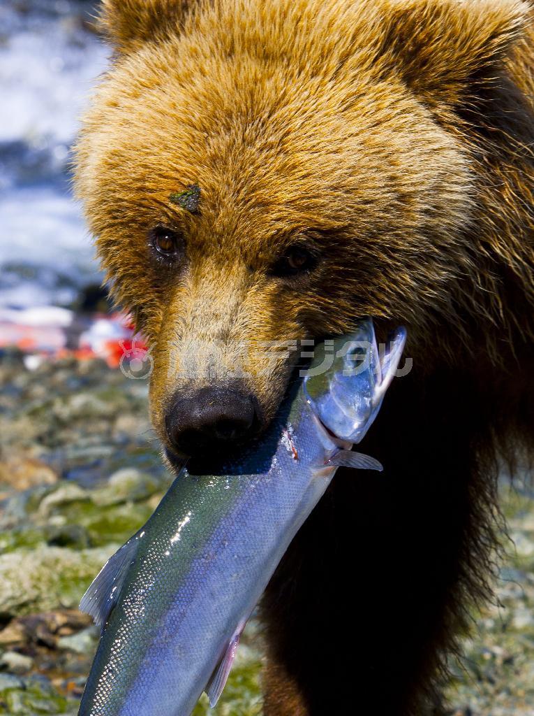 サケを餌とする海岸沿いのヒグマは、内陸部の個体よりも大きな体をしている＝２０１１年７月１２日、米アラスカ州（松本紀生さん撮影）