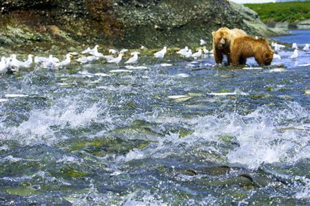 遡上するベニザケで沸き立つ川。奥にはヒグマの母子の姿が見える＝２０１１年７月１２日、米アラスカ州（松本紀生さん撮影）