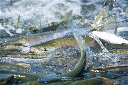 川を埋め尽くすベニザケの群れ。１～３年の外遊回遊を終え、生まれた川に帰ってきた＝２０１１年７月１２日、米アラスカ州（松本紀生さん撮影）