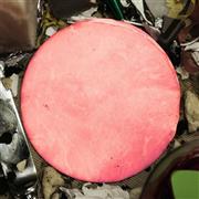 ＴＨＥ＿ＢＯＨＥＭＩＡＮＳ「ＢＵＭ」。発売中（提供写真）