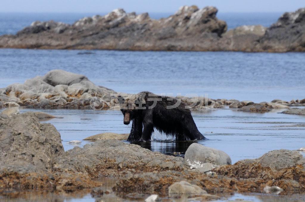 水浴びを終えて立ち上がるヒグマ。海はヒグマにとって絶好の避暑地であり食料庫である＝２０１４年７月２５日、北海道目梨郡羅臼町（伊藤健次さん撮影）