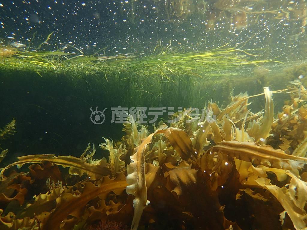 海に潜るとスガモやコンブが海中の森のように密生していた＝２０１４年７月３０日、北海道目梨郡羅臼町（伊藤健次さん撮影）