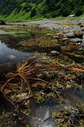 潮が引くと海岸に大量のコンブが現れ、小さなカニや貝が潮だまりにひしめいていた＝２０１４年７月２９日、北海道目梨郡羅臼町（伊藤健次さん撮影）