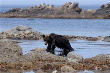 水浴びを終えて立ち上がるヒグマ。海はヒグマにとって絶好の避暑地であり食料庫である＝２０１４年７月２５日、北海道目梨郡羅臼町（伊藤健次さん撮影）