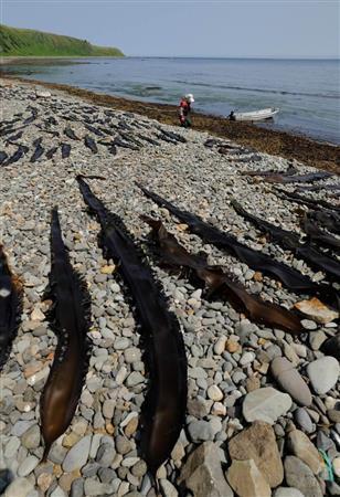手作業でならされた浜に丁寧に干されたコンブ＝２０１４年７月２９日、北海道目梨郡羅臼町（伊藤健次さん撮影）