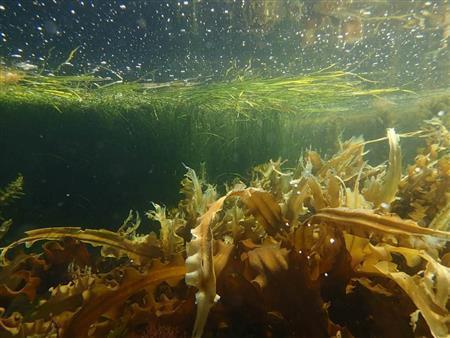 海に潜るとスガモやコンブが海中の森のように密生していた＝２０１４年７月３０日、北海道目梨郡羅臼町（伊藤健次さん撮影）