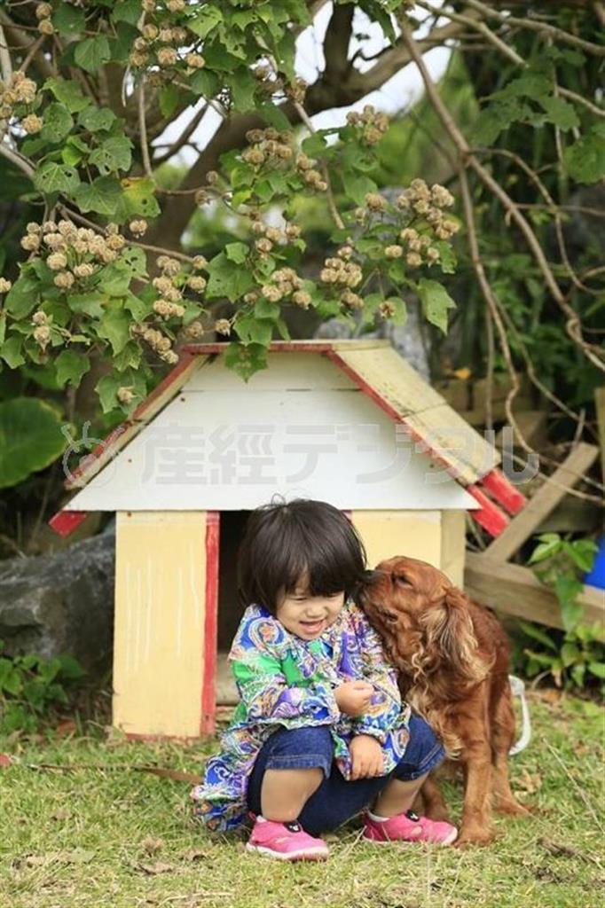 カメラを被写体と同じ高さにすることをアイレベルと言いますが、子供や犬を撮る時は、カメラをさらに下の位置にすると良いでしょう＝沖縄県国頭郡本部町（須藤夕子さん撮影）