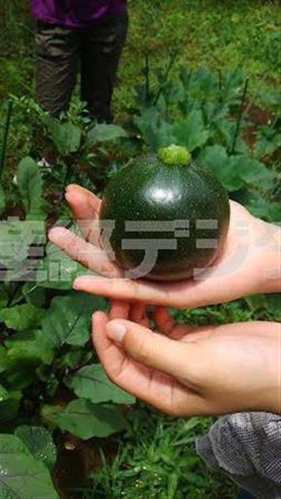 ファームチームが栽培し収穫した丸いズッキーニ＝２０１４（平成２６）年（お茶の水女子大＿「Ｏｃｈａｓ」撮影）