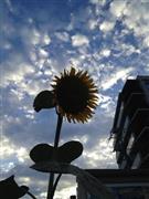 朝方涼しいとつい朝寝をしてしまうが、ふらり散歩の果てに歌舞伎座なんていうのも、粋でしょう？＝２０１４年８月２日（長塚圭史さん撮影）