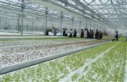 長さ１２７ｍ、奥行き８０ｍで広さ１ヘクタールの施設で年間１３回種をまき、２６回収穫するベビーリーフは約１１５トン生産される（苫小牧市）