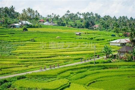 雄大な田園地帯のなかをレースは進んでいく。インドネシアは米の多毛作地帯だ＝２０１４年６月、インドネシア・西スマトラ州（田中苑子さん撮影）