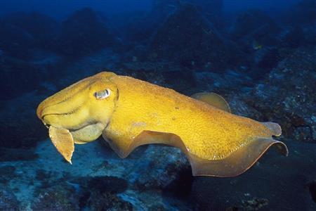 鮮やかな黄色のオーストラリアコウイカ（「世界で一番美しいイカとタコの図鑑」から、提供写真）