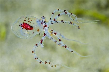 マダコ科の一種の幼体（「世界で一番美しいイカとタコの図鑑」から、提供写真）