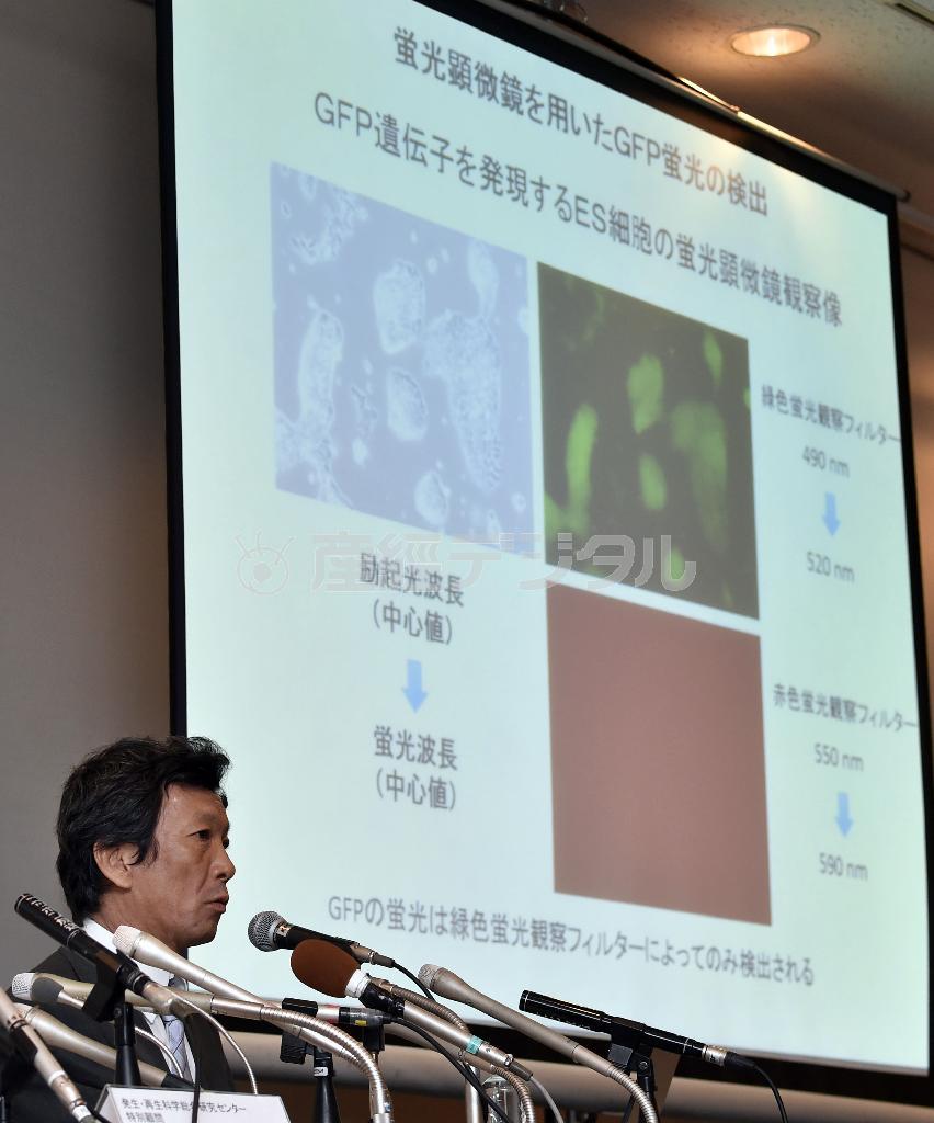 ＳＴＡＰ細胞の検証実験について記者会見する、理化学研究所検証チームの丹羽仁史プロジェクトリーダー＝２０１４年８月２７日、東京都墨田区（共同）