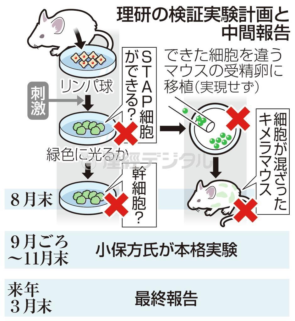 【ＳＴＡＰ細胞】理化学研究所の検証実験計画と中間報告＝２０１４年８月２７日