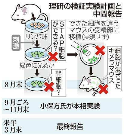 【ＳＴＡＰ細胞】理化学研究所の検証実験計画と中間報告＝２０１４年８月２７日