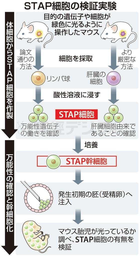 【ＳＴＡＰ細胞】理化学研究所の検証実験＝２０１４年８月２７日