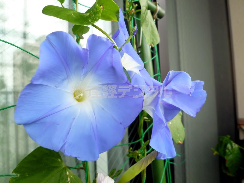 ベランダの朝顔。もう夏の終わりという感じで咲いていました＝２０１４年８月１８日、北海道札幌市（乾ルカさん撮影）