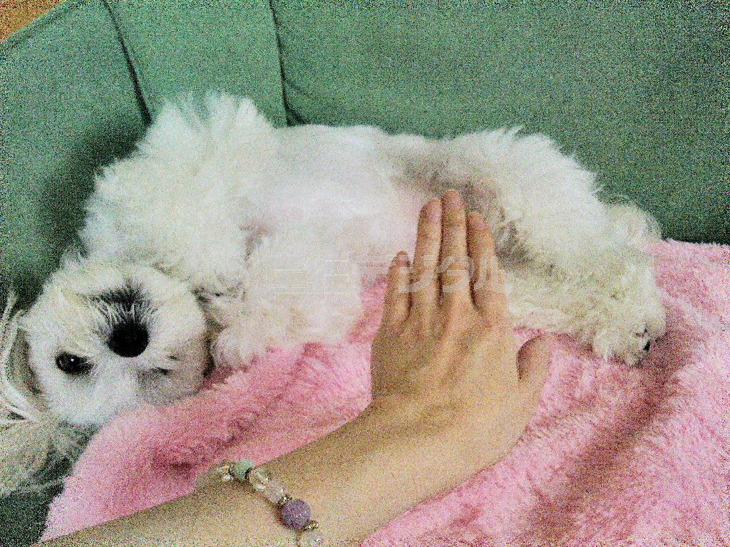 ブラッシング中に駄々をこねる乾家の愛犬・まるが、札幌ライフをお届けします＝２０１４年８月１２日、北海道札幌市（乾ルカさん撮影）