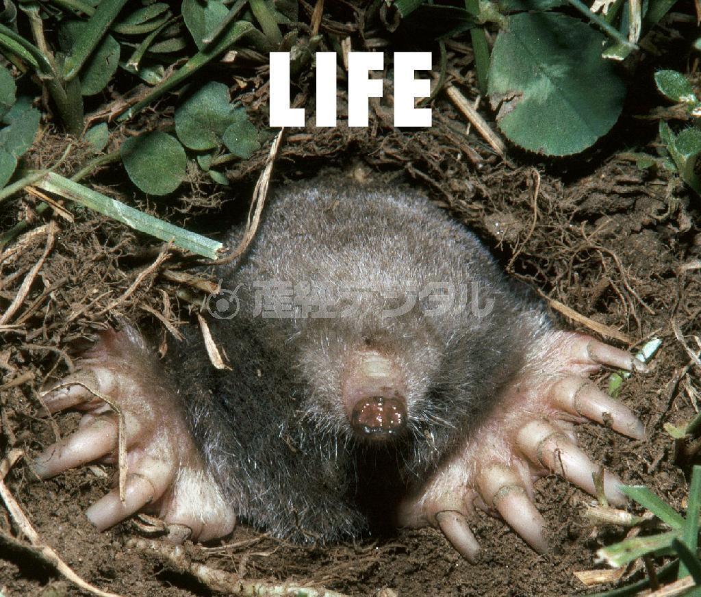 フジファブリック「ＬＩＦＥ」。発売中（提供写真）