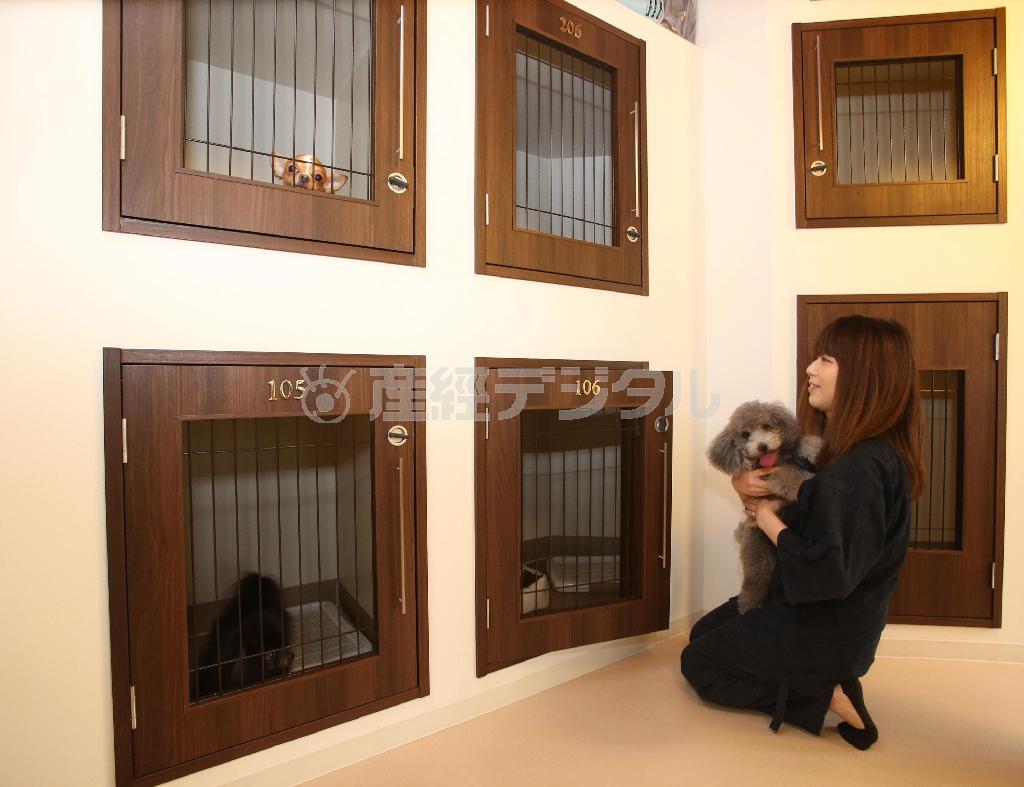 「スタンダード」ではたくさんのワンちゃんが宿泊中。清掃は行き届き、臭いなども全くしなかった＝２０１４年８月１２日、京都市中京区（恵守乾撮影）