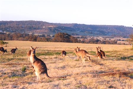 ほんとうは車窓からこういうシーンが見たかった。これはシドニー郊外で見た野生のカンガルーの群れ