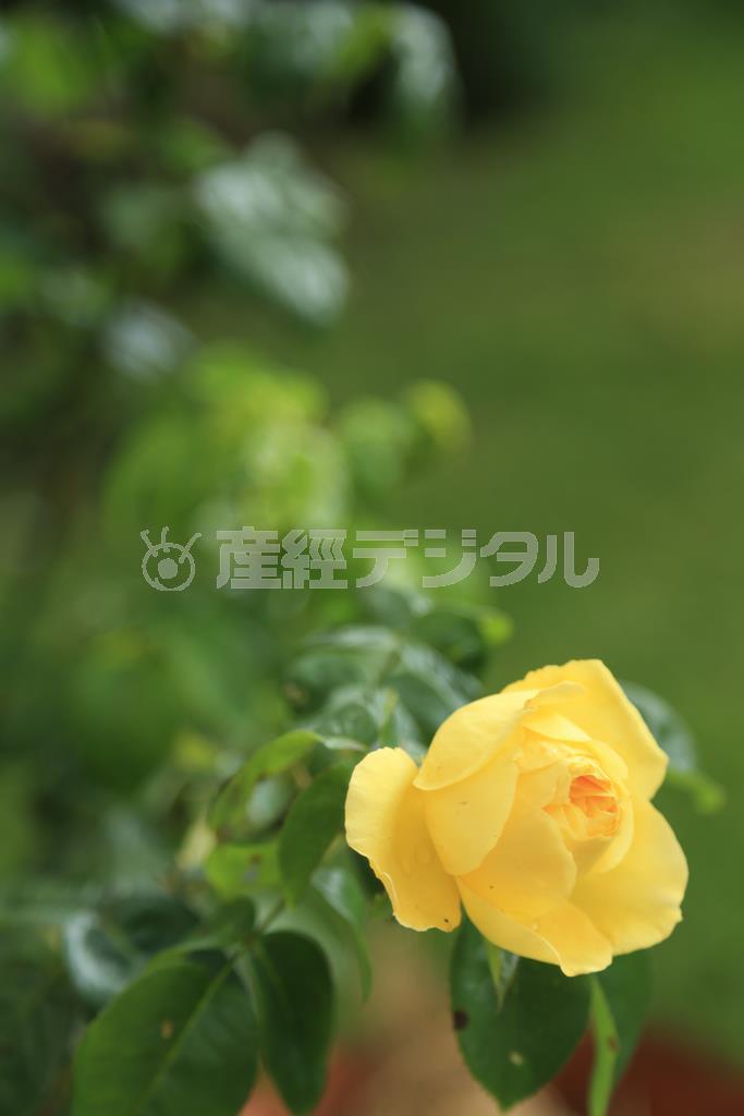 （１）芝の緑をバックに、太陽がカメラの後ろ側にある順光で撮影しています＝２０１４年６月２９日（須藤夕子さん撮影）