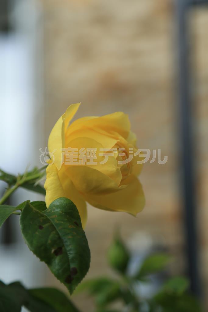 （２）逆行で撮影しています。この方がバラらしい、何枚にも重なり合った花びらの柔らかさが出ていると思います＝２０１４年６月２９日（須藤夕子さん撮影）