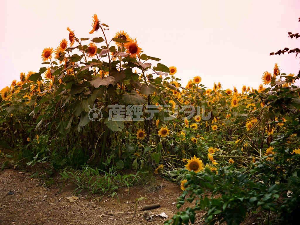 【読者写真（神奈川県横浜市青葉区、矢島満夜さん、撮影：神奈川県座間市、カメラ：ルミックスＧＦ１】ノスタルジーを感じる作品をご投稿いただき、ありがとうございます。日が落ちる頃、フラットな光の中、隅々まで露出が同じくらいなので、黒く潰れることなく細かい部分まで描写されていますね。