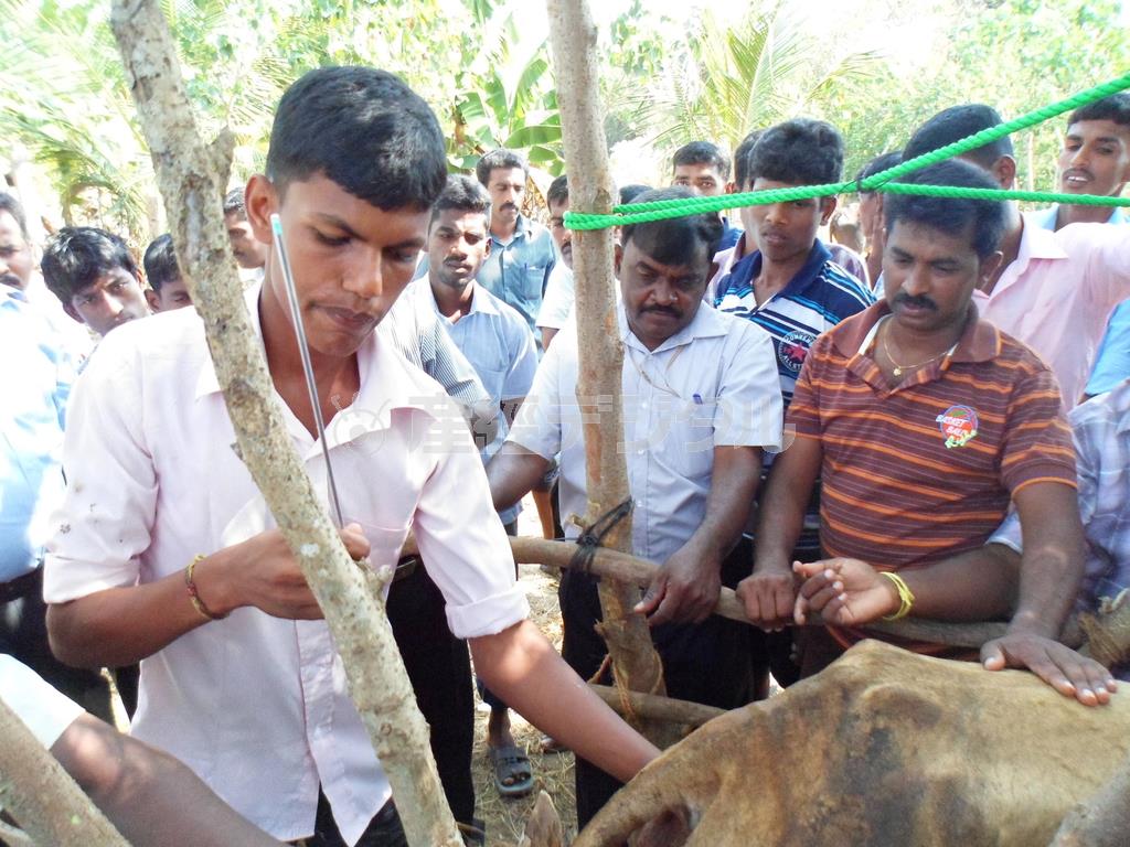 真剣な表情で牛の人工受精の実習に取り組むコミュニティ・アニメーターたち＝２０１４年４月２日、スリランカ・キリノッチ（ワールド・ビジョン・ジャパン撮影）