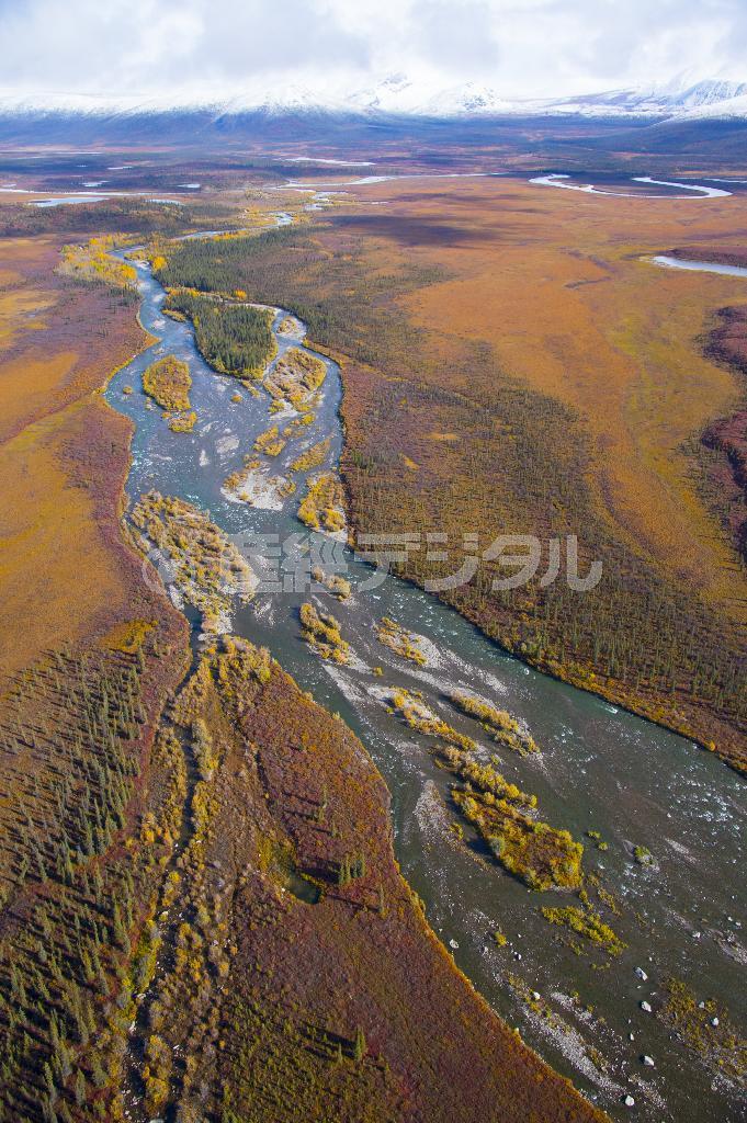 小型のカバの木、ベアベリー、ブルーベリーの紅葉が辺りを覆い尽くす＝２０１４年９月２日、米アラスカ州（松本紀生さん撮影）