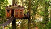 ツリーハウス。（Ｃ）２０１４＿Ｄｉｓｃｏｖｅｒｙ＿Ｃｏｍｍｕｎｉｃａｔｉｏｎｓ，ＬＬＣ