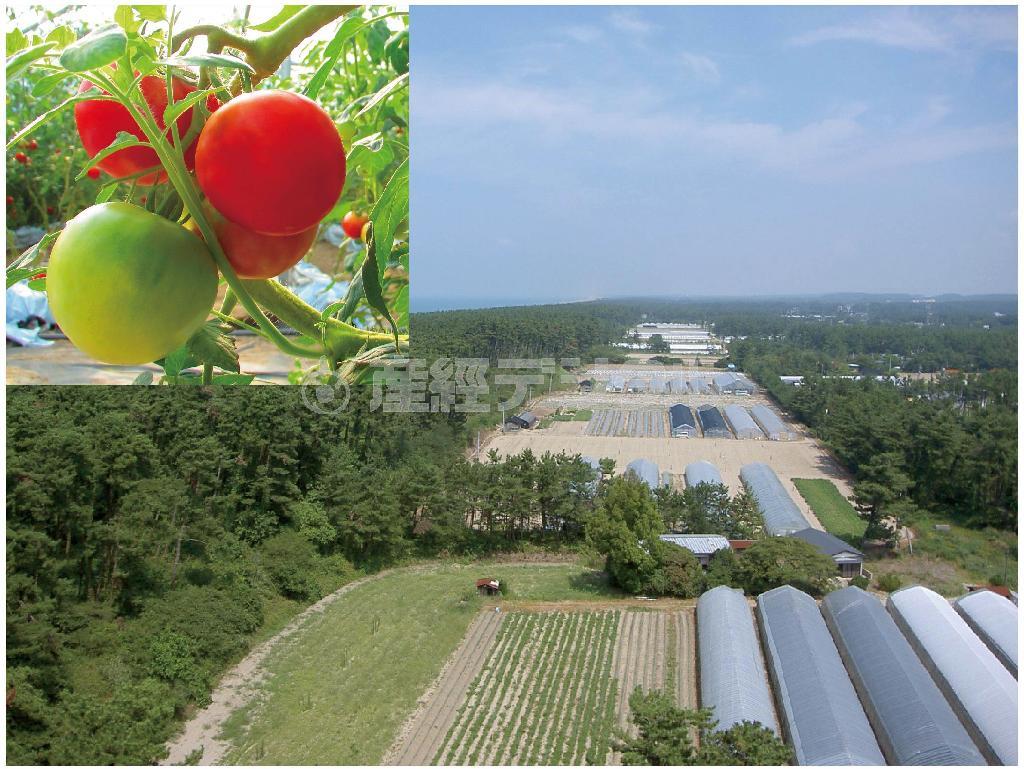 出羽三山の清らかな地下水と庄内平野の豊かな土壌、そしてＩＴによる生産管理によって生産される「窪畑ファーム」＝山形県鶴岡市（提供写真）