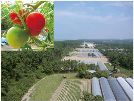 出羽三山の清らかな地下水と庄内平野の豊かな土壌、そしてＩＴによる生産管理によって生産される「窪畑ファーム」＝山形県鶴岡市（提供写真）