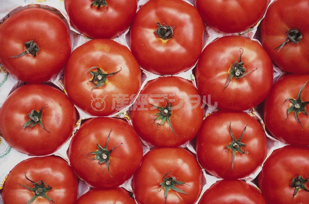 真ふかんで撮影しています。少しでも斜めになっているとトマトの大きさが統一されません（須藤夕子さん撮影）