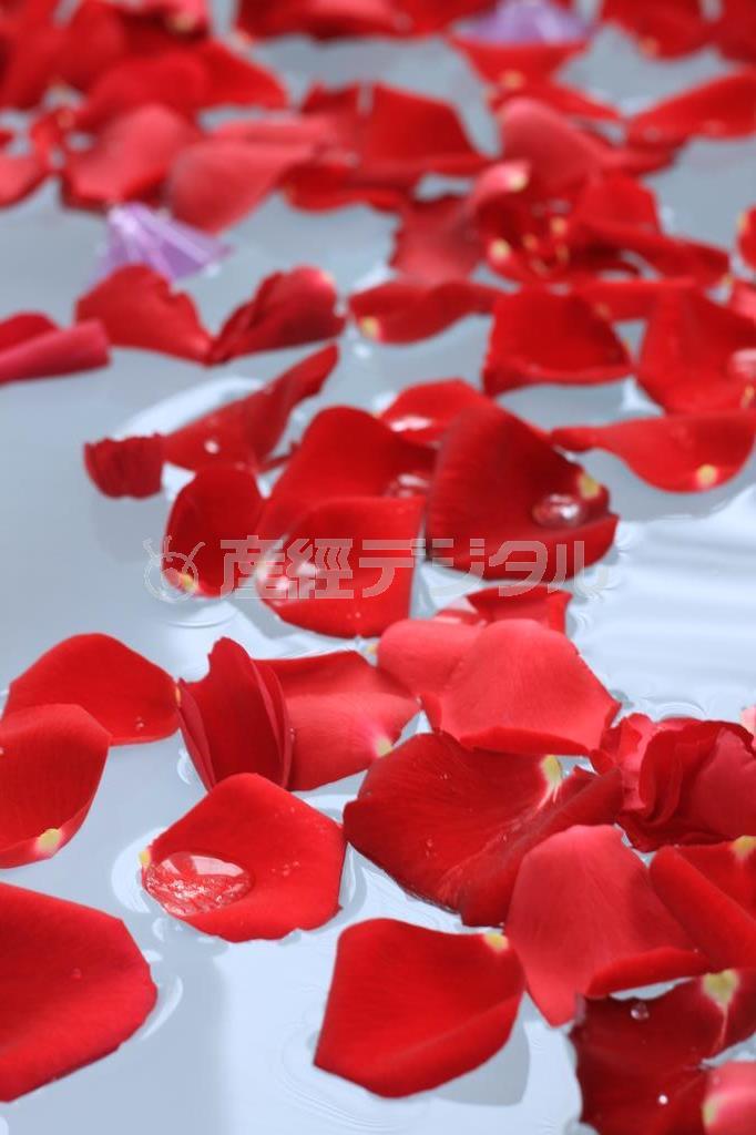 バラの花びらをお風呂場に浮かべて撮影しました。ここで一番表現したかったのはドラマチックであるということで、それを意識して撮りました（須藤夕子さん撮影）