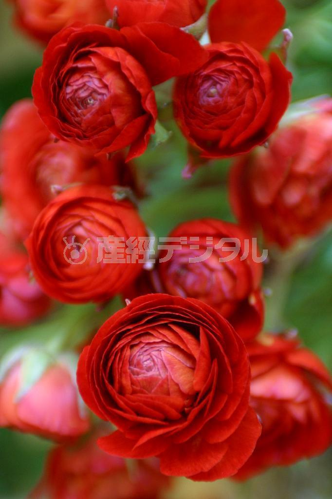 花は一つ一つ違いますので、主役になる花を選ぶといいでしょう。全部にピントを合わせるよりも、主役となる花にピントを合わせ、脇役はボカしてみましょう（須藤夕子さん撮影）