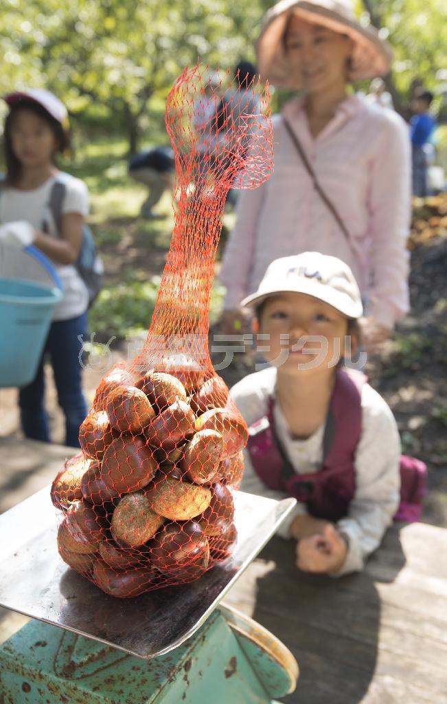 どっさり収穫できて満足の表情＝２０１４年３月１３日、神奈川県鎌倉市の十二所果樹園（渡辺照明撮影）