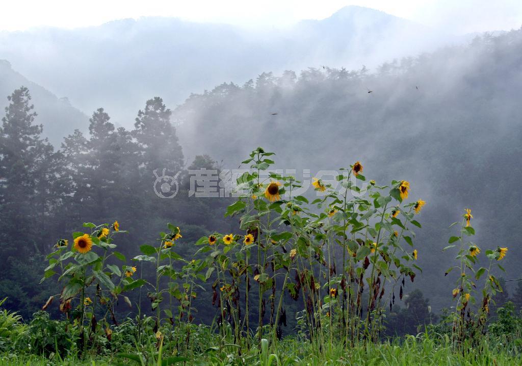 晩夏の雨上がり＝２００７年８月５日、東京都西多摩郡奥多摩町（野村成次撮影）