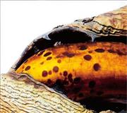 ＴＡＭＴＡＭ「Ｓｔｒａｎｇｅ＿Ｔｏｍｏｒｒｏｗ」。発売中（提供写真）