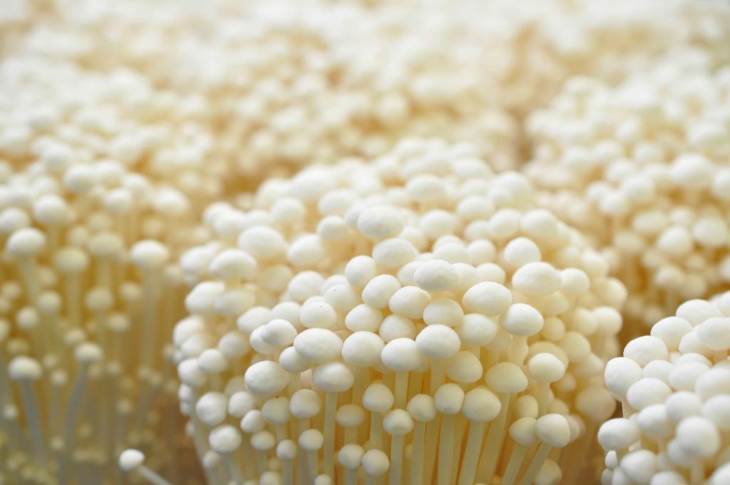 ＪＡ中野市のエノキダケ。同市は生産量で日本一を誇る