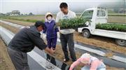 契約先の畑でトマト苗の植え付けを手伝うカゴメの是枝宣徳氏（右から２番目）＝今年５月、宮城県東松島市