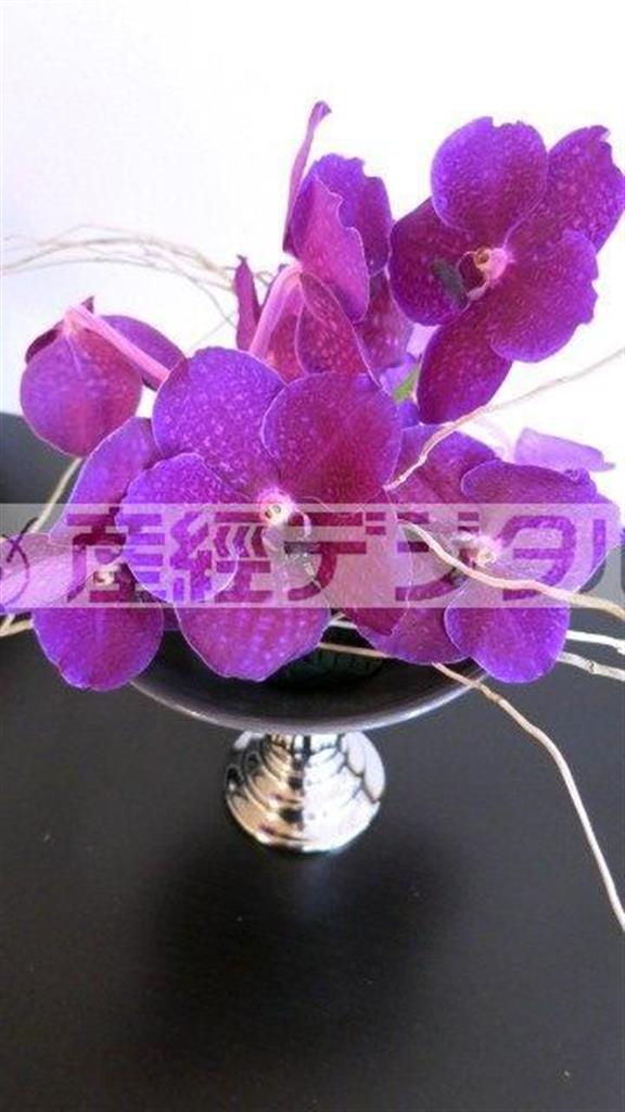 （手順２）オアシス中央に１本を２つに切り分けたバンダを３本放射状に挿す（花千代さん提供）