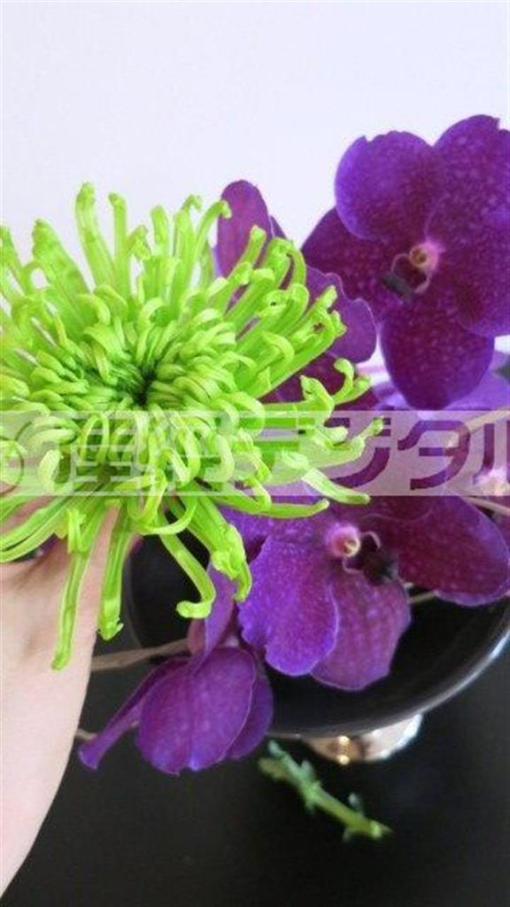 （手順３）バンダの放射状の形の土台に、根元を短めにカットした菊シャムロックを２本高低差をつけて挿す（花千代さん提供）