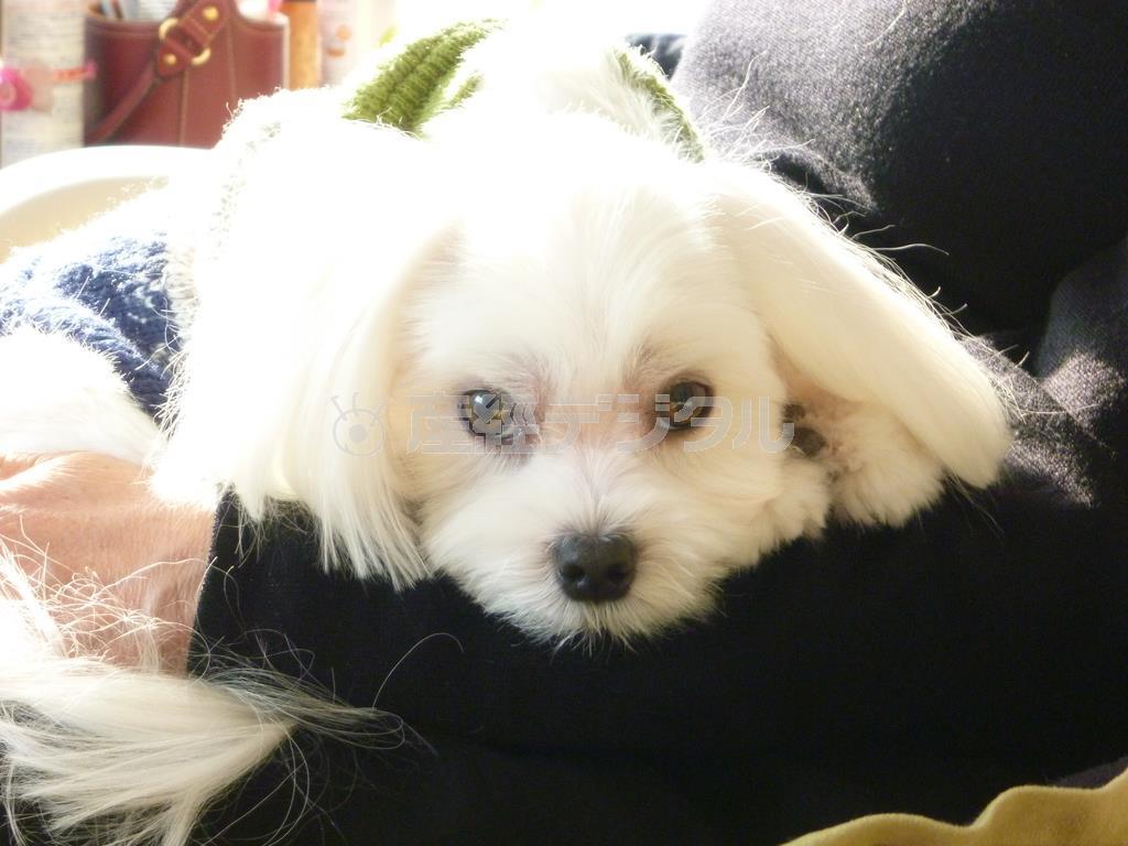 トリミング帰りの凛々しい愛犬「まる」が、北海道の四季の風景をガイドします＝２０１４年１月２５日、北海道札幌市（乾ルカさん撮影）