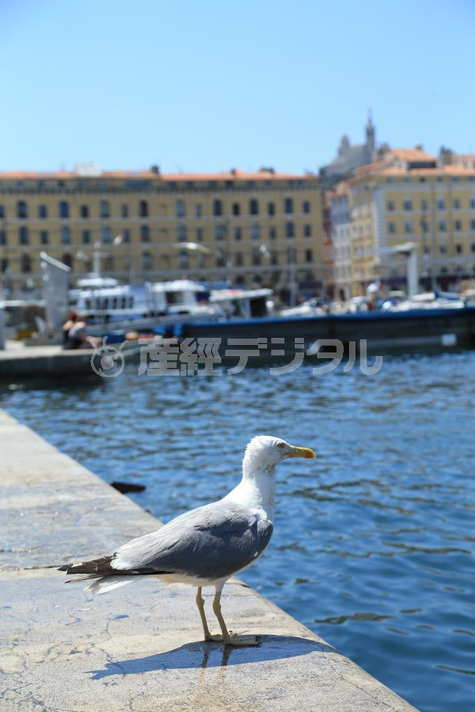 海の割合に注意しながら、この場合は海の方が多い方がいいですね。背景の建物の後ろには、マルセイユのノートルダム寺院を入れて、マルセイユだということが分かるように撮りました＝２０１４年６月２６日、フランス（須藤夕子さん撮影）