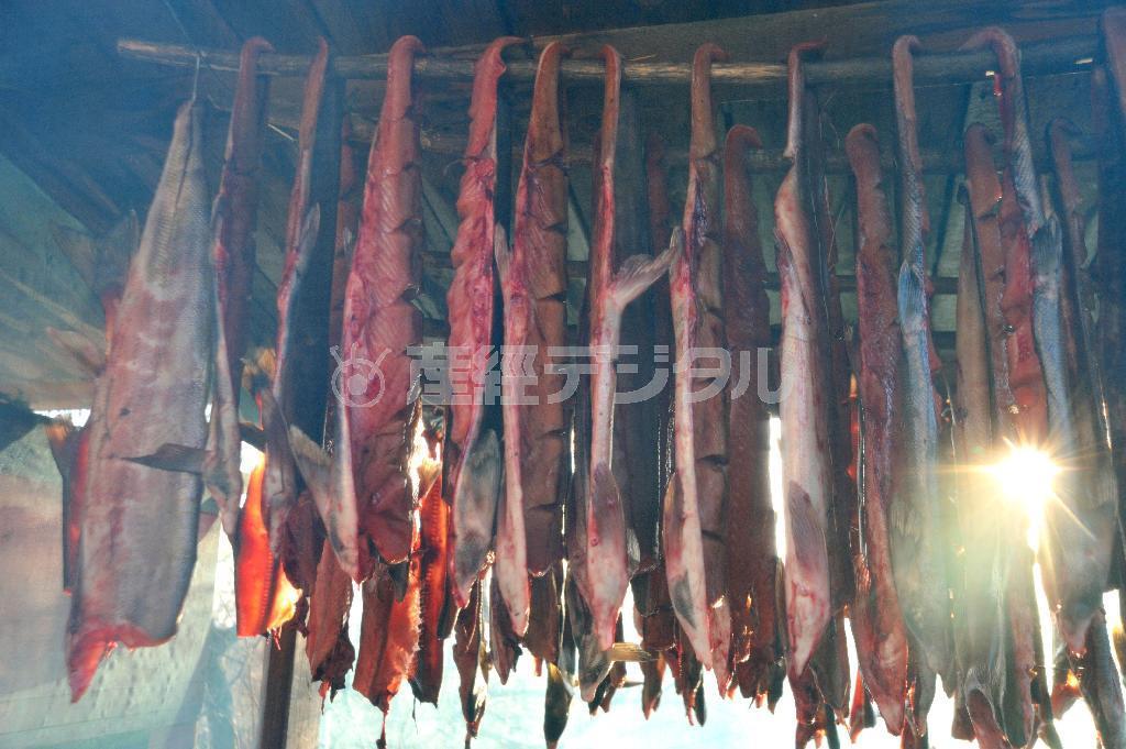 ビキン川で捕れたサケを干す。魚が遡上できる川あってこその風景だ＝２０１３年１０月５日、ロシア・クラスヌィ・ヤール村（伊藤健次さん撮影）