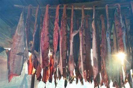 ビキン川で捕れたサケを干す。魚が遡上できる川あってこその風景だ＝２０１３年１０月５日、ロシア・クラスヌィ・ヤール村（伊藤健次さん撮影）